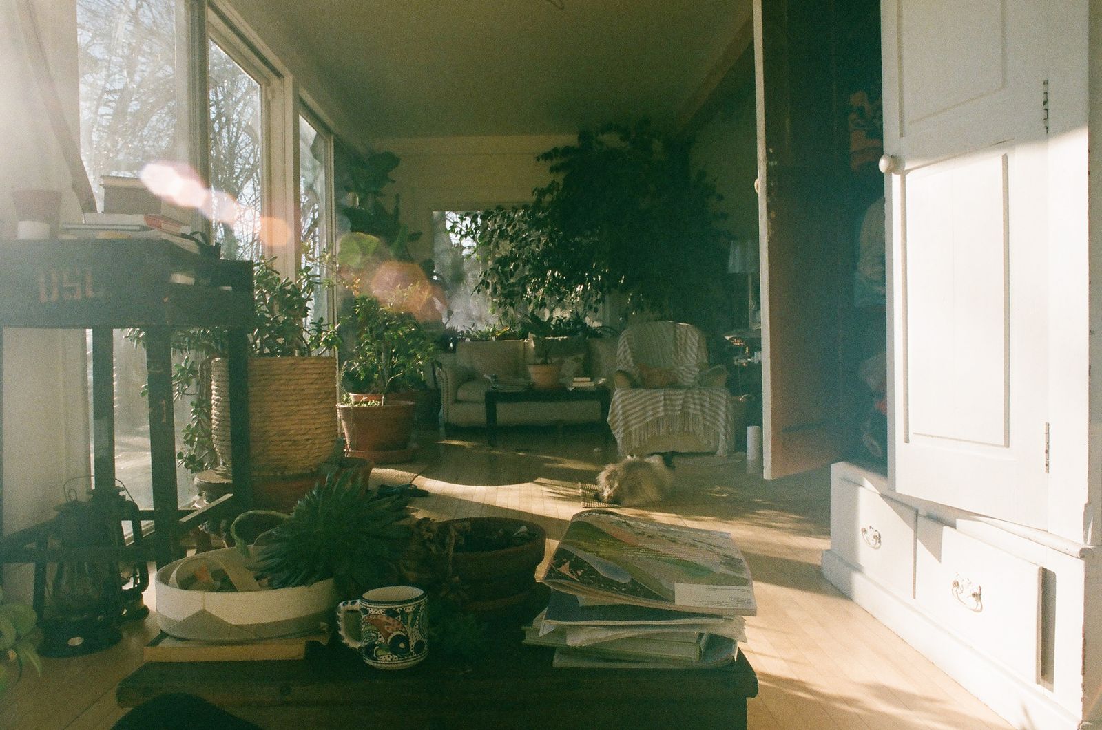 Cosy sunlit home interior with lush houseplants and natural wood decor