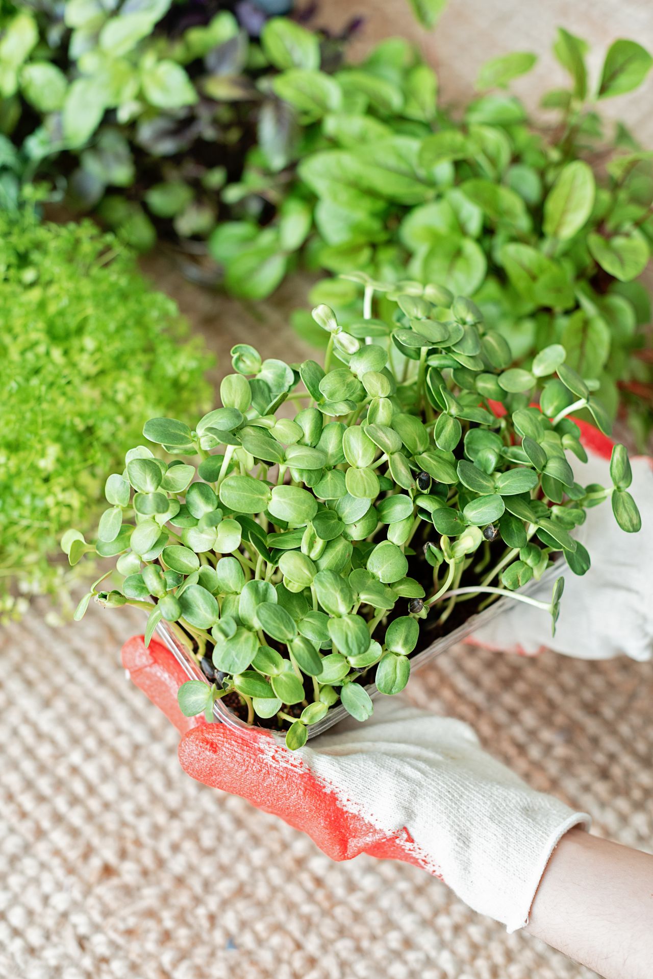 Gloved hands cradling a tray of leafy seedlings among potted herbs