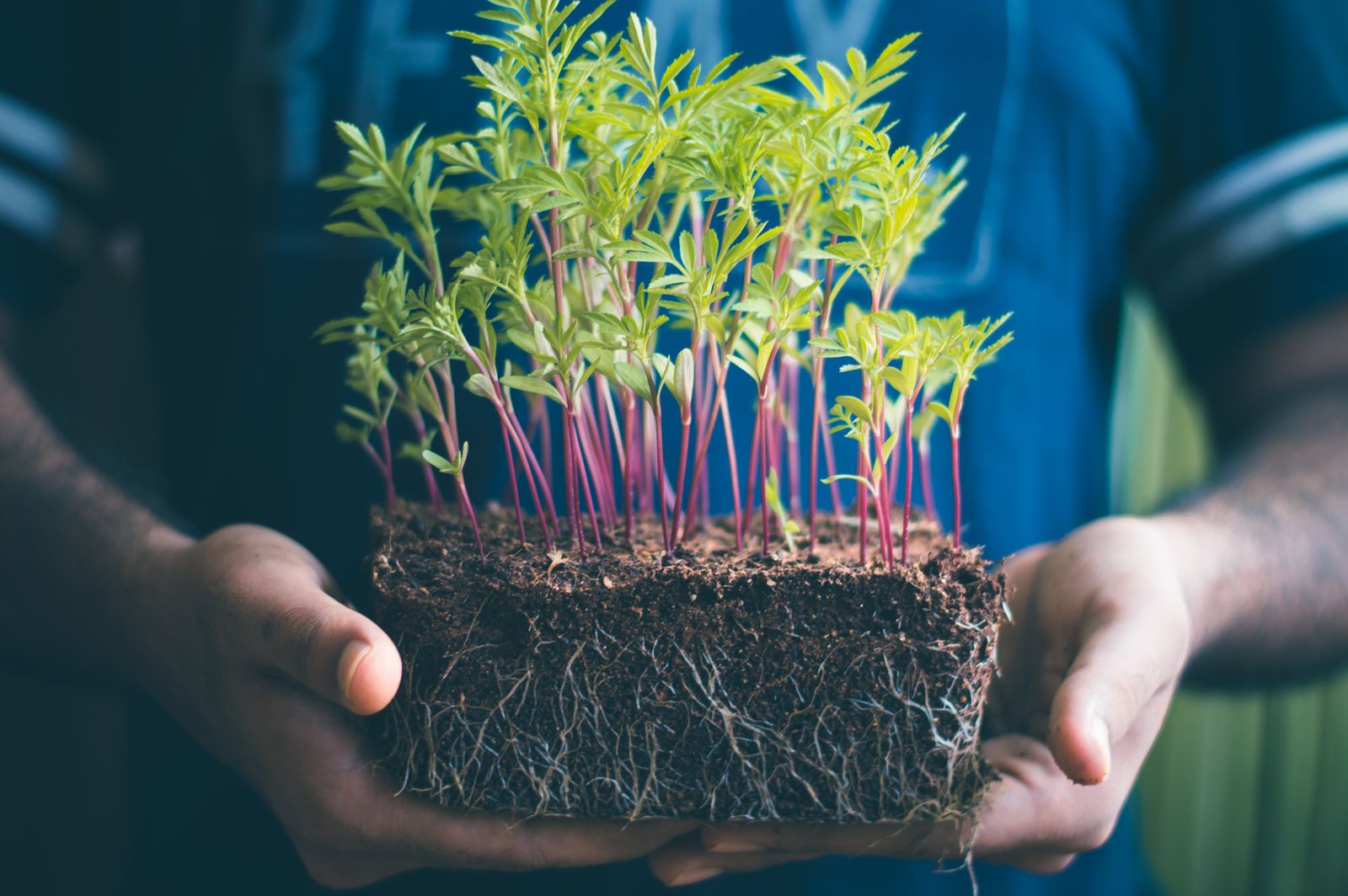 Hands holding a young green seedling with roots and soil