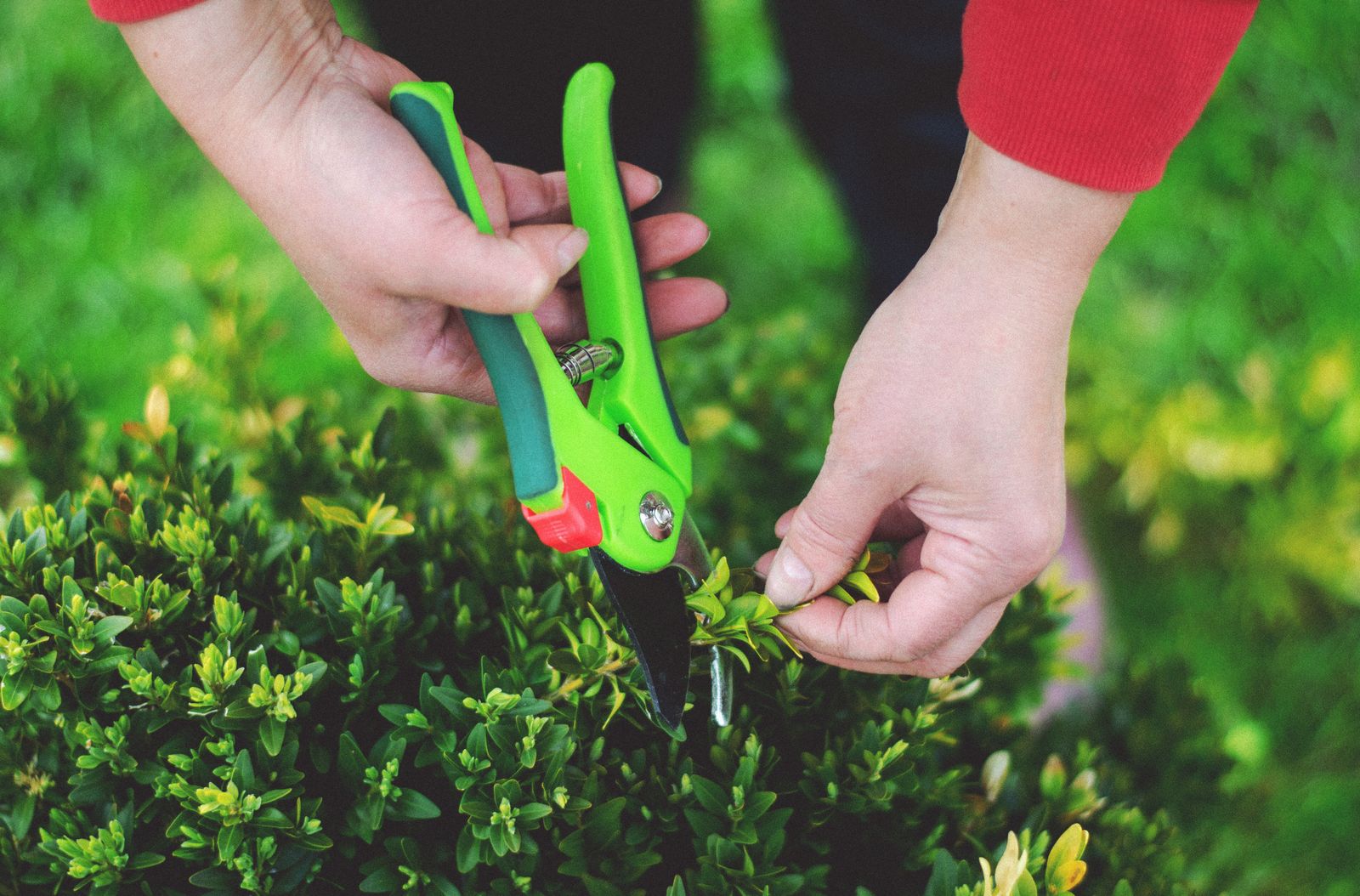 Hands using pruning shears to trim a garden bush