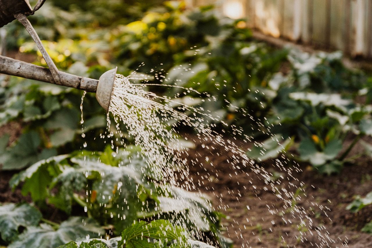Watering can pouring water over a row of vegetable garden plants