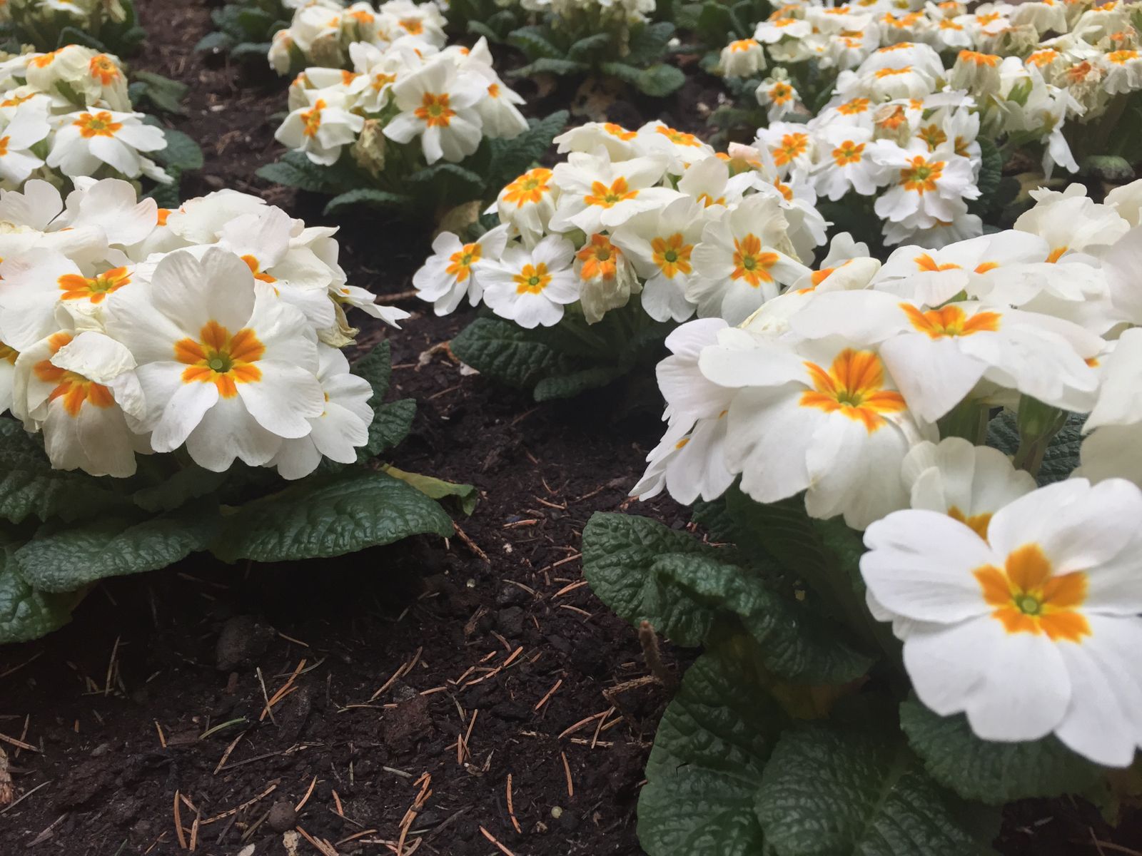 A well-tended garden flower bed with white blooms