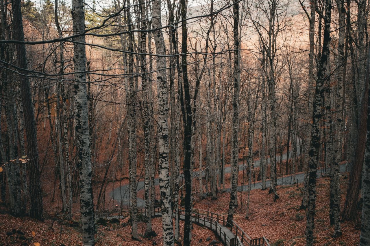 Winding wooden pathway through an autumn forest scattered with fallen leaves