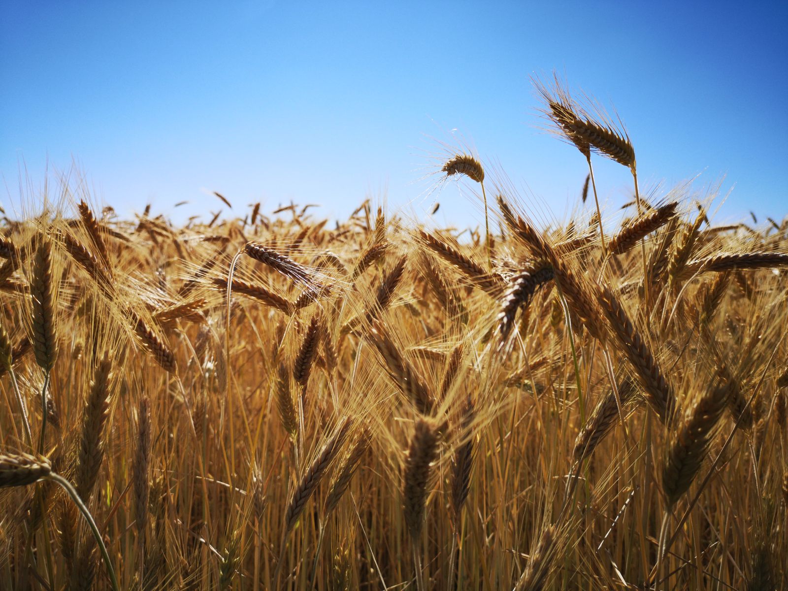 A golden wheat field stretching to the horizon under a clear blue sky