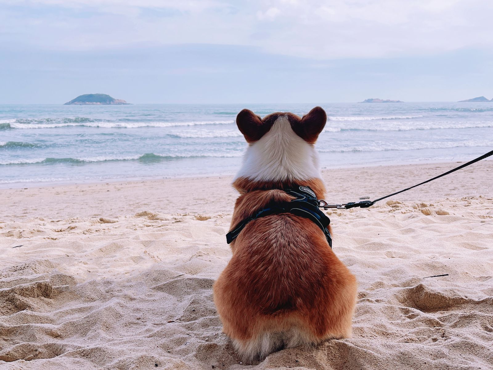 A dog on a leash enjoying a walk along a sandy beach