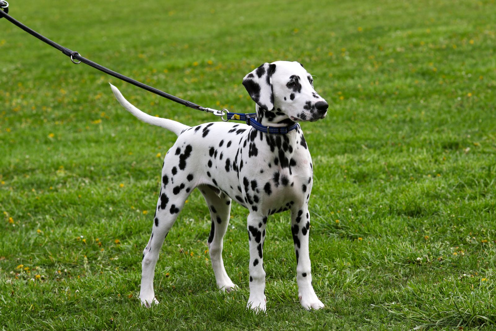 Close-up of a freshly groomed dog on a leash outdoors