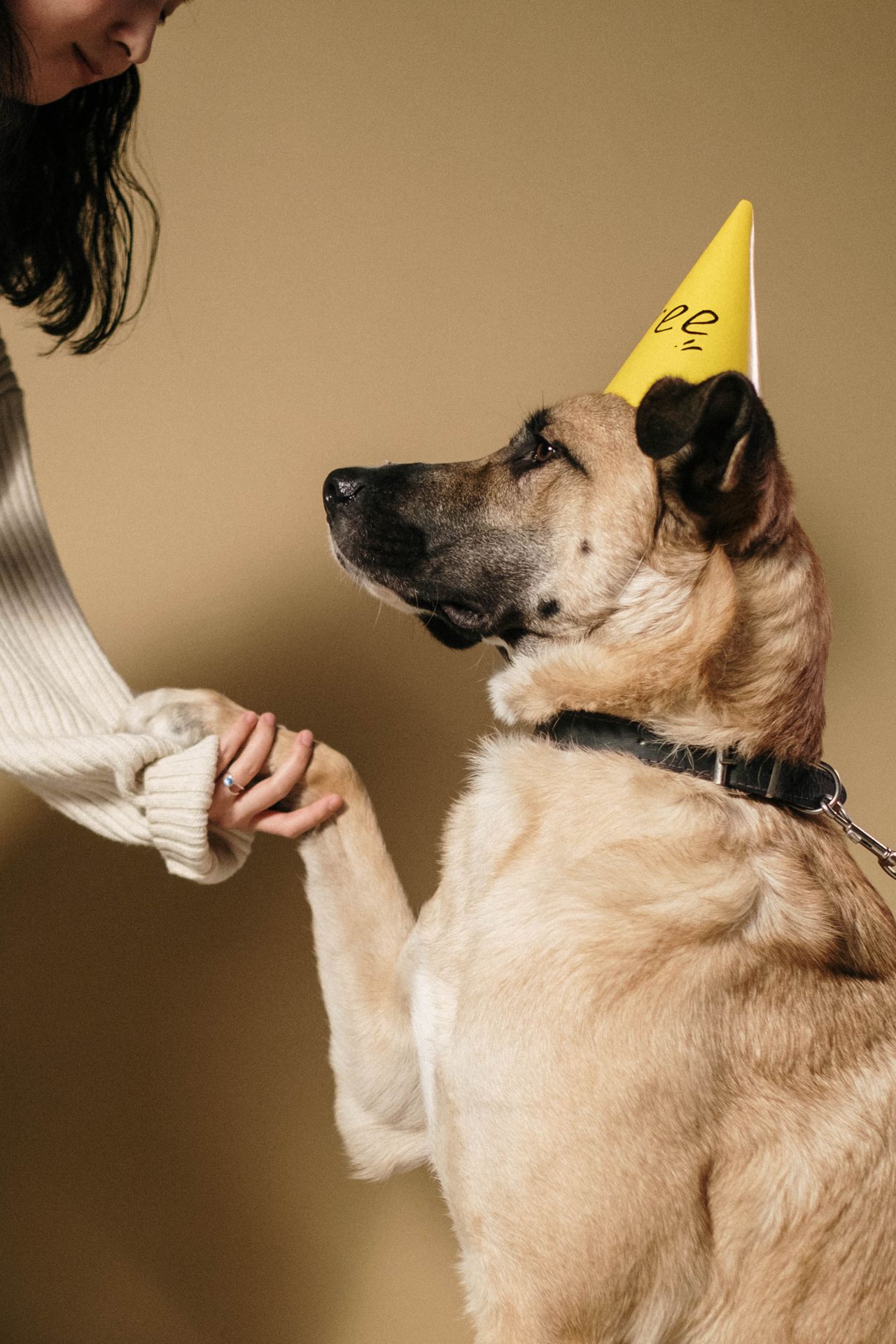 A happy dog wearing a party hat giving its paw to a person's hand