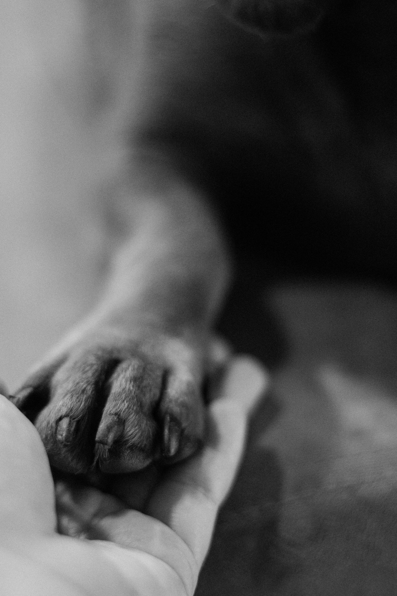 A person gently holding a dog's paw