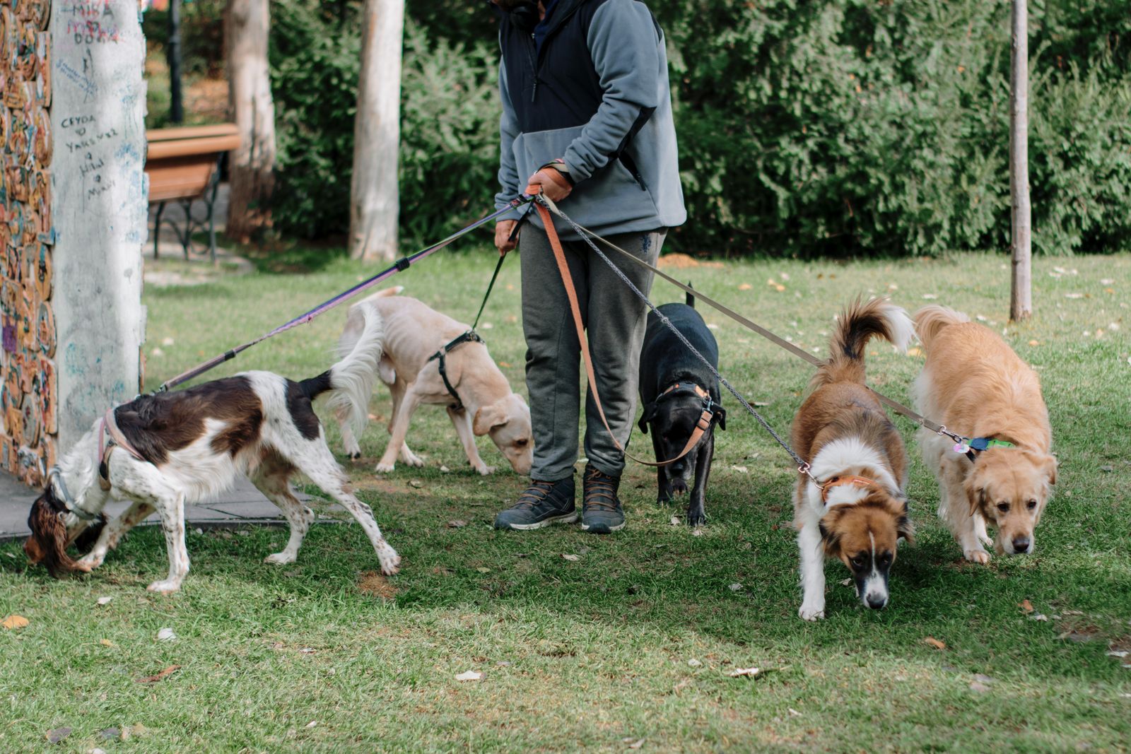 A handler walking five happy dogs on leashes in a grassy park