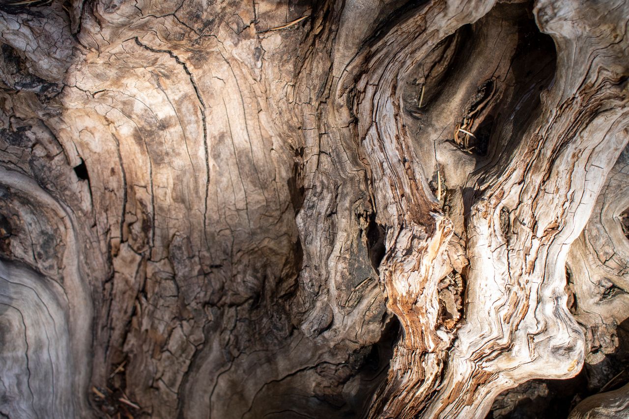 Warm natural wood grain, the surface of the tap-room bar